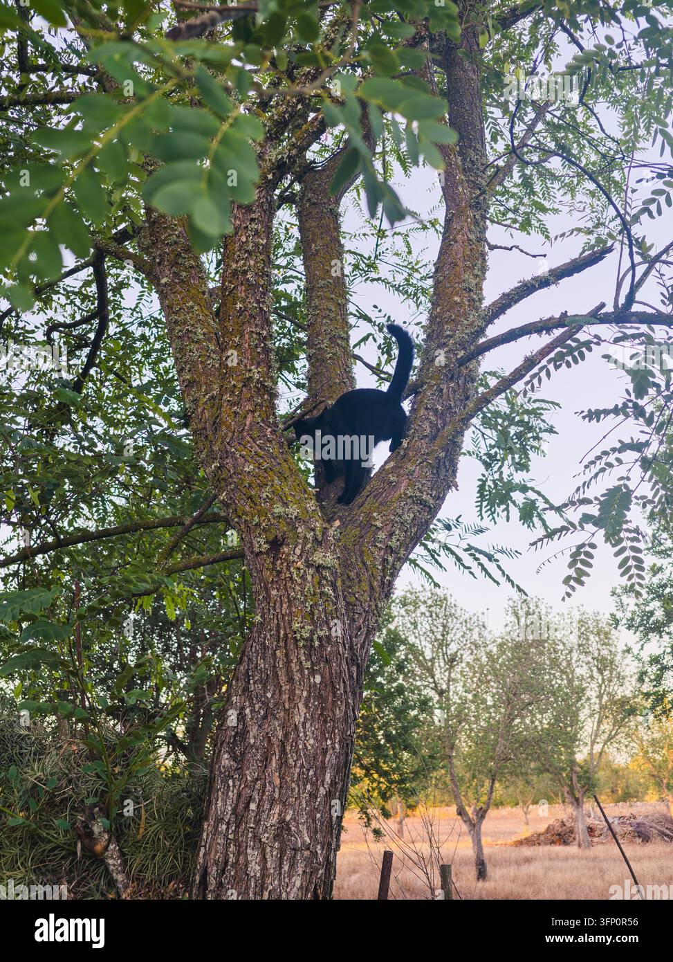 Un chat noir est capturé en plein grimper sur un arbre, son pelage sombre contrastant avec l'écorce texturée couverte de mousse et de feuilles vertes. Le cadre est un extérieur Banque D'Images