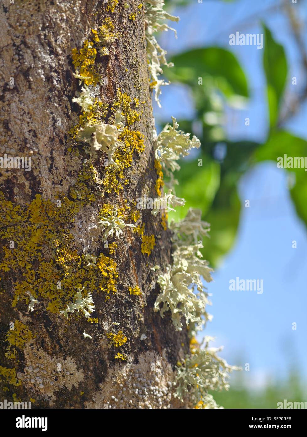 Un plan vertical rapproché détaillé capturant diverses espèces de lichens, présentant des variétés jaune vif et vert pâle, adhérant à l'écorce texturée Banque D'Images