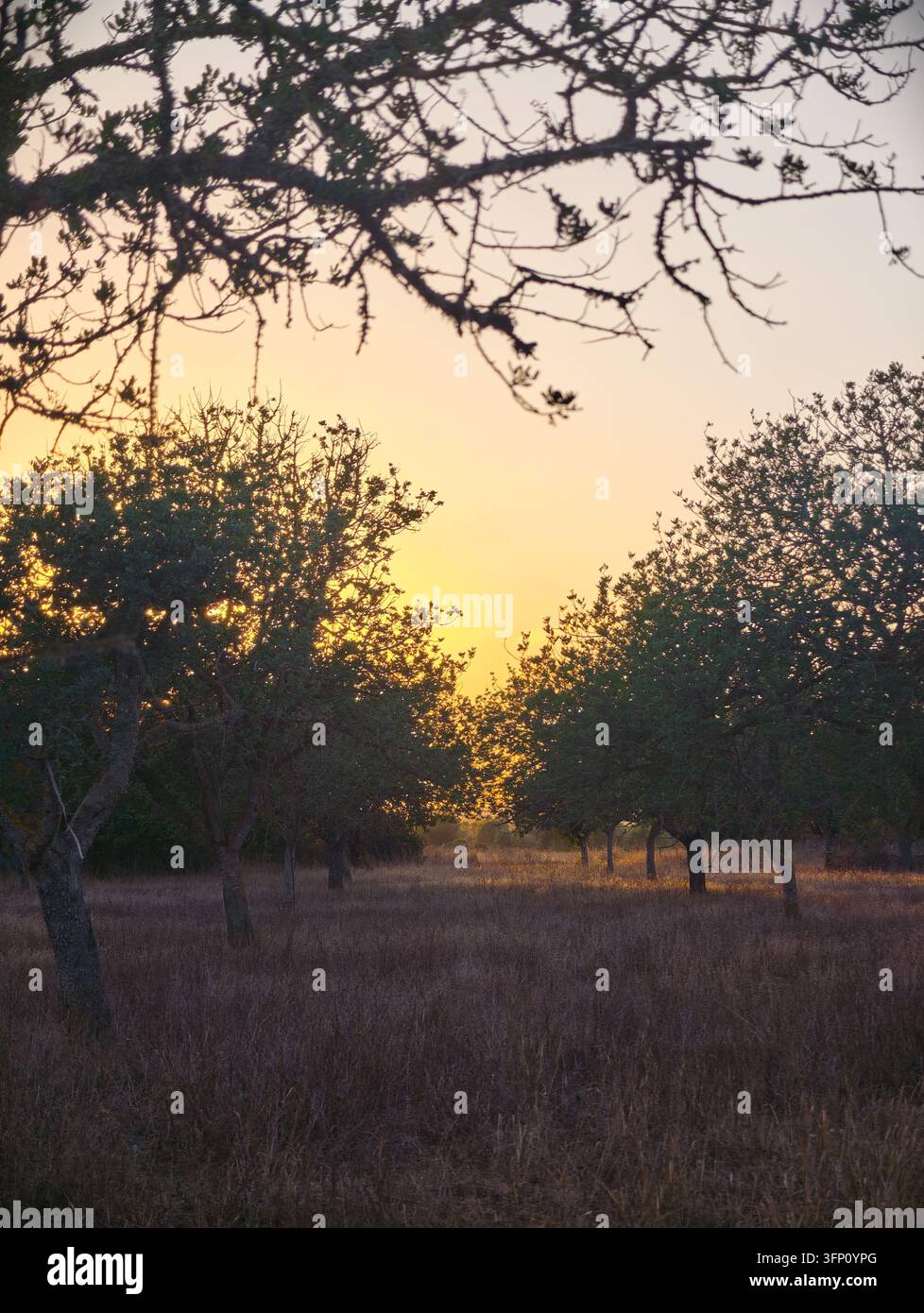 Un coucher de soleil chaud et doré illumine un champ d'herbe sèche d'automne et des rangées d'arbres méditerranéens verts et luxuriants à Campos, en Espagne. La lumière douce et naturelle Banque D'Images