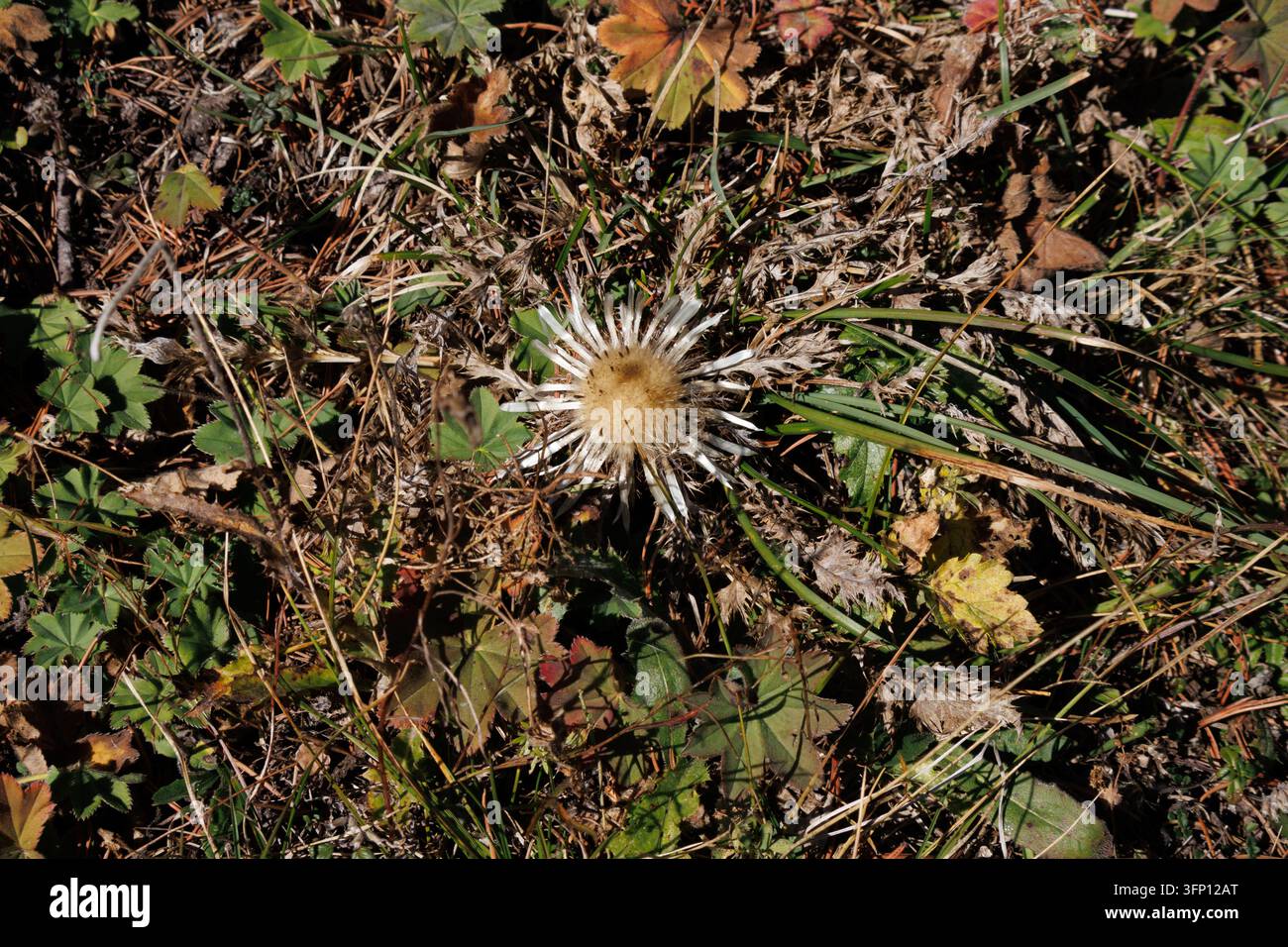 Chardonne argentée parmi le manteau de dame à 1800 m près de Salzbourg, Autriche (Carlina acaulis) Banque D'Images