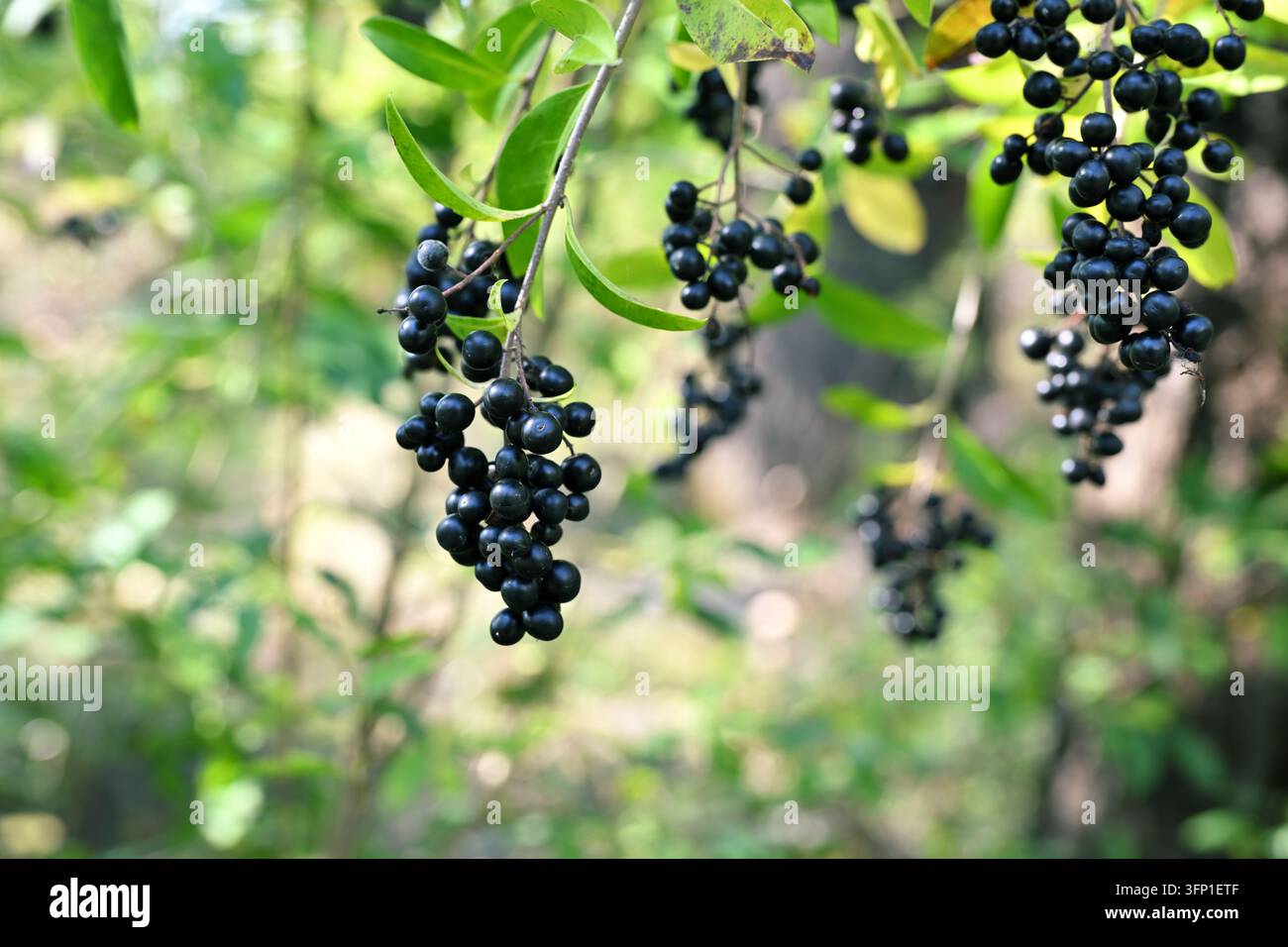 Ligustrum vulgare Troène commun avec grappes de baies noires mûres Banque D'Images