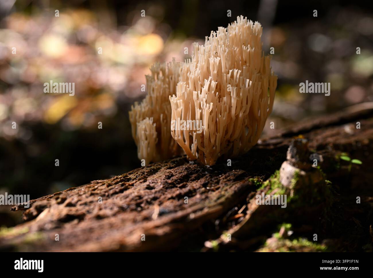 Artomyces pyxidatus Champignon coralline à sommet en couronne poussant sur du bois en décomposition Banque D'Images