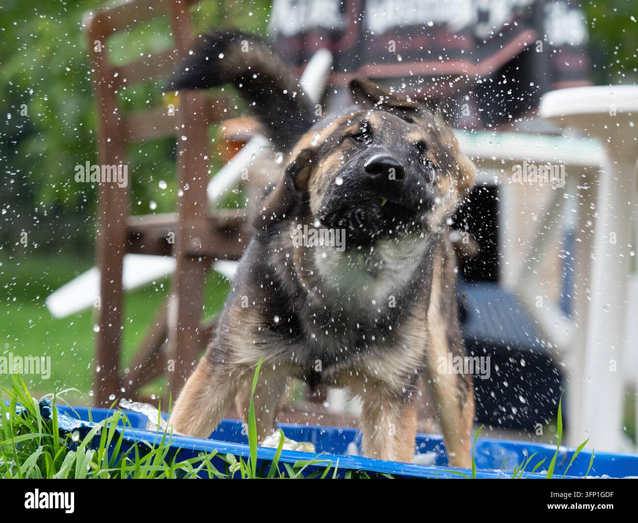 Chiots Berger Allemand mouillé secouant l'eau dans un jardin Banque D'Images
