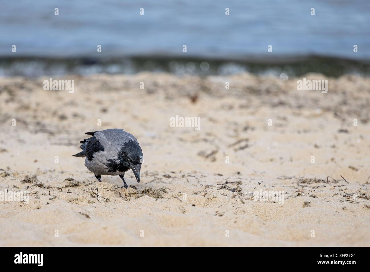 Corbeau à capuche debout sur le sable regardant vers la plage. Oiseau gris et noir cherchant de la nourriture près de l'eau. Une scène de vie sauvage côtière capturant un animal se nourrissant sur le rivage. Banque D'Images