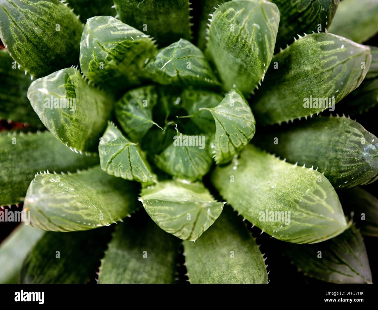 Habilthia plante succulente, feuilles de fraîcheur de Habilthia cooperi Banque D'Images