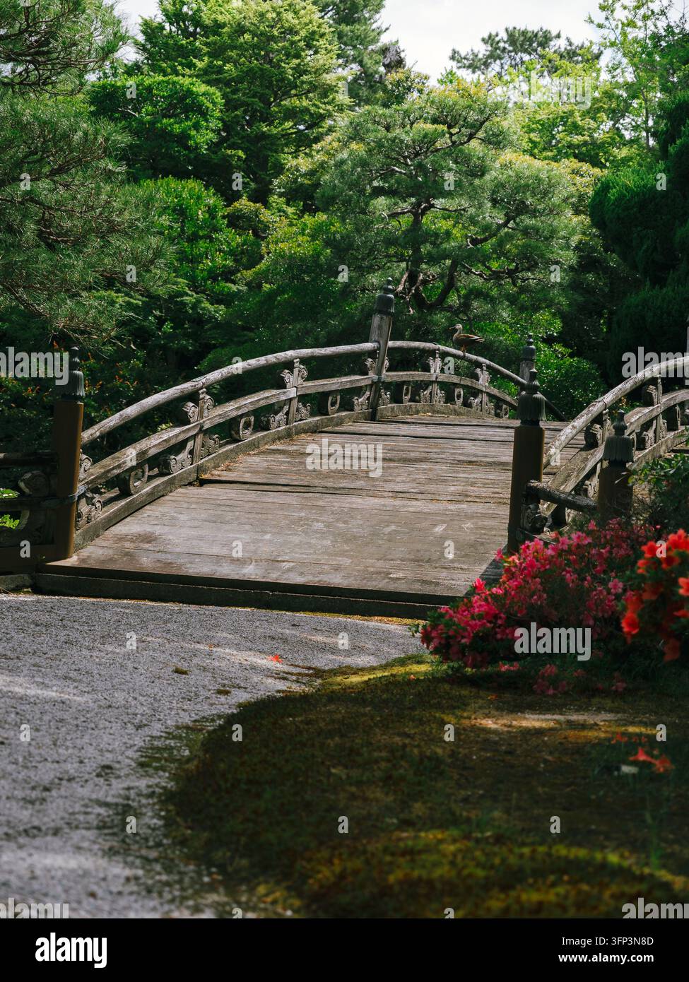 Pont en bois voûté avec des rampes sculptées à côté d'azalées rouges et de pins dans un jardin japonais au Palais impérial de Kyoto, Kyoto, Japon Banque D'Images