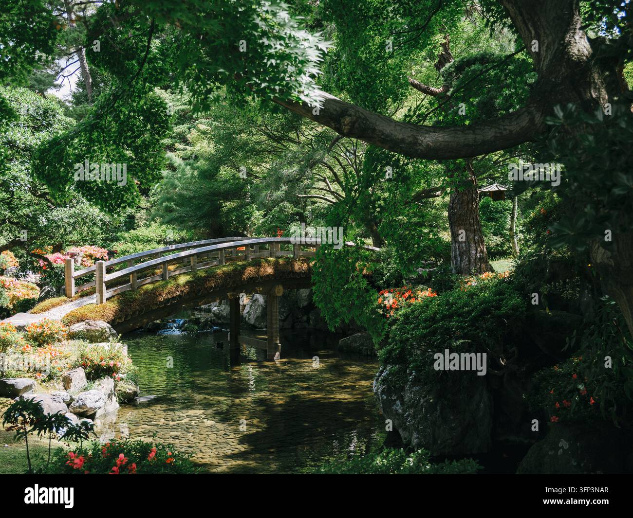 Pont en bois arqué sur un ruisseau dans le jardin japonais du Palais impérial de Kyoto, avec azalées et pins, Kyoto, Japon Banque D'Images