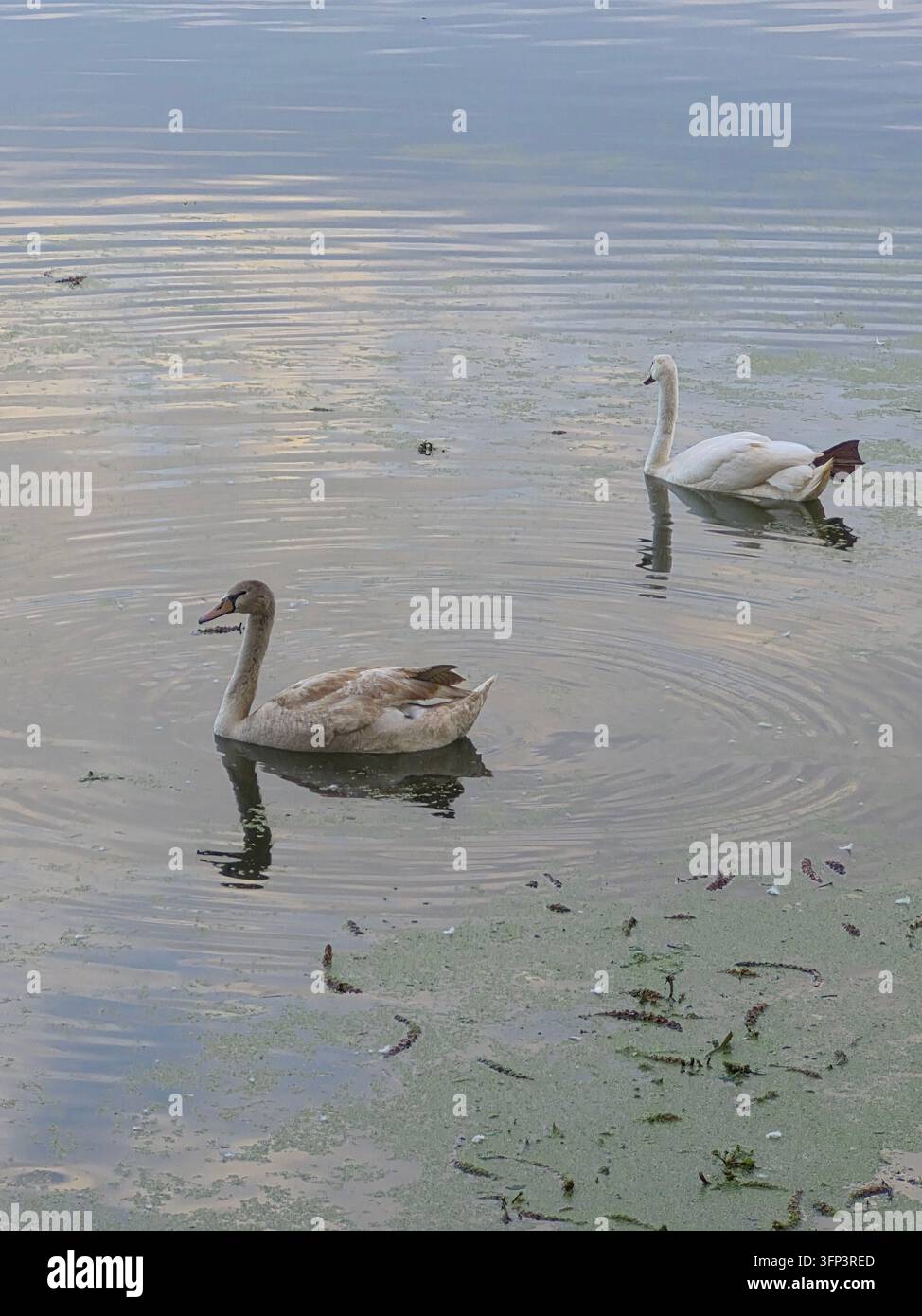 Deux cygnes, un cygne muet blanc adulte et un cygnus juvénile à plumage brun, nageant paisiblement dans les lacs de Mantoue, Lombardie, Italie. - Image de stock capturée avec un smartphone