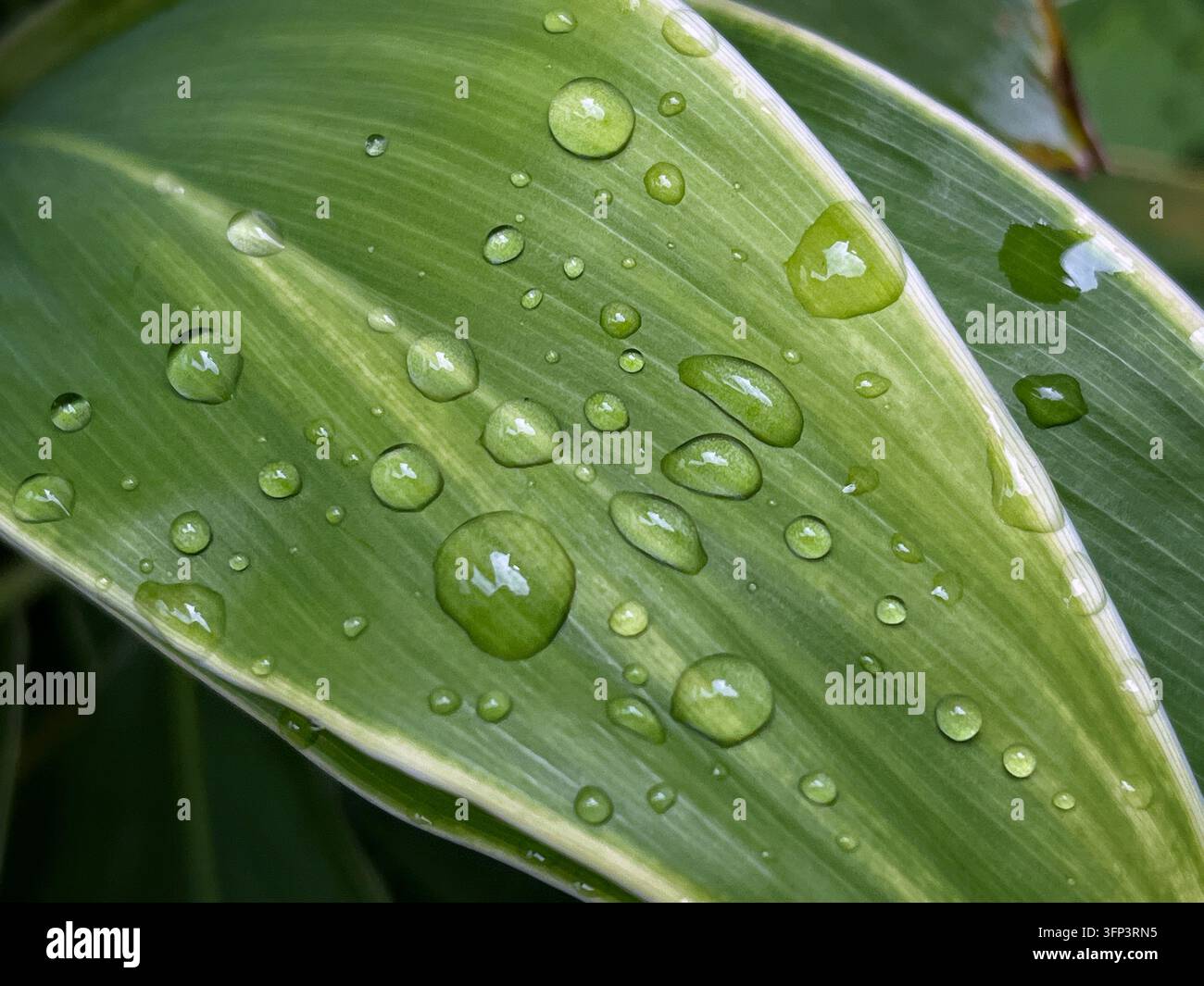 Gouttes de rosée fraîches sur une feuille verte après la pluie représentant la pureté et l'écosystème de la nature en arrière-plan - Image de stock capturée avec un smartphone