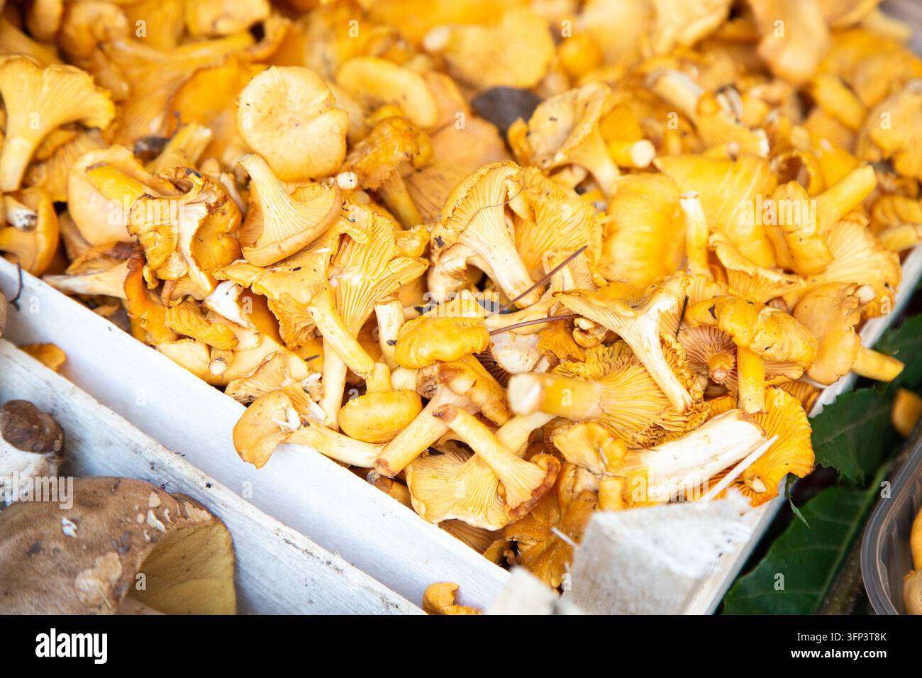 Champignons de chanterelle dorés frais empilés dans un plateau de marché, montrant les lamelles et les tiges, texture terreuse, couleurs chaudes de récolte, vue rapprochée d'un produit saisonnier Banque D'Images