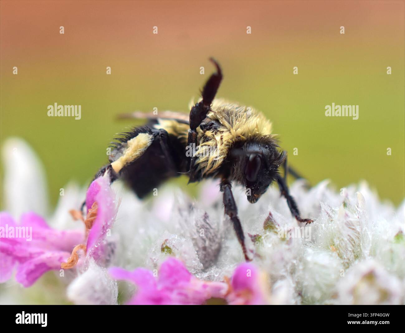 Bourdon humide, genre Bombus, exécutant une réaction défensive de perturbation avec levée de patte, un geste d'avertissement sur une fleur sauvage rose. Banque D'Images