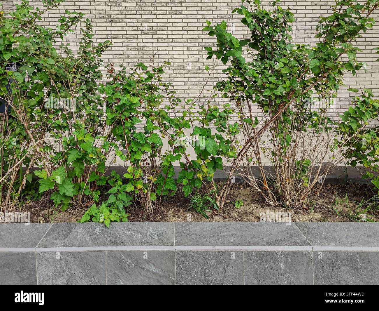 Arbust décoratif poussant dans un parterre surélevé contre le mur en brique d'un immeuble résidentiel à plusieurs étages. Aménagement paysager de rue urbaine. Gros plan Banque D'Images
