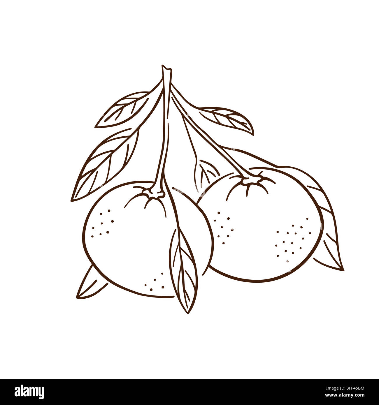Fruits de mandarine sur une branche feuillue. Illustration botanique des agrumes. Fruit de mandarine et d'orange. Récolte de verger, concept d'alimentation saine et de nourriture naturelle Illustration de Vecteur