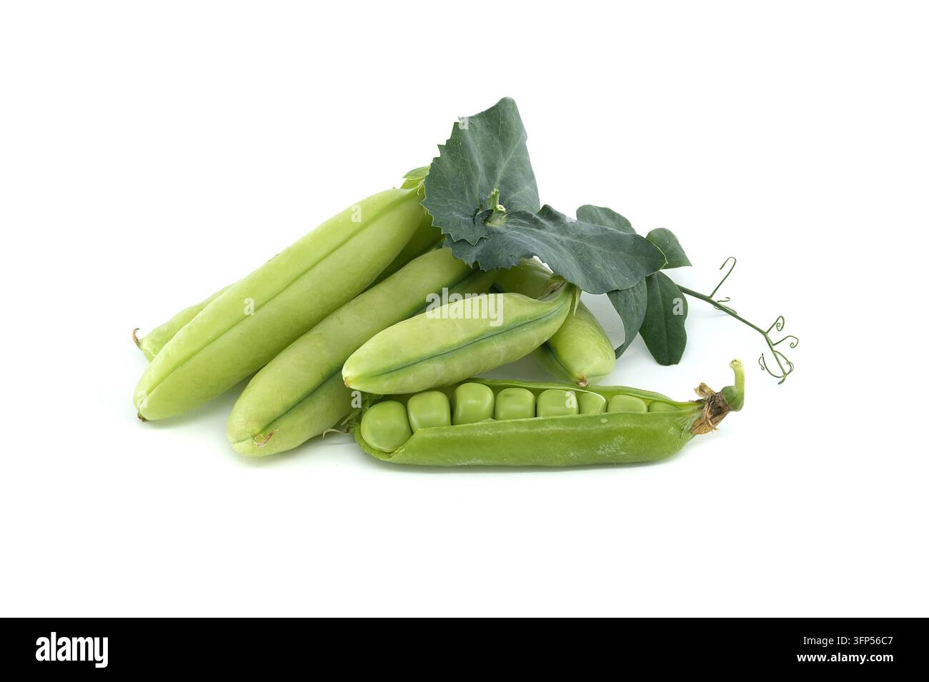 Une collection de cosses de petits pois vibrantes, certaines ouvertes pour révéler les pois à l'intérieur, accompagnées de feuilles et de vignes délicates Banque D'Images