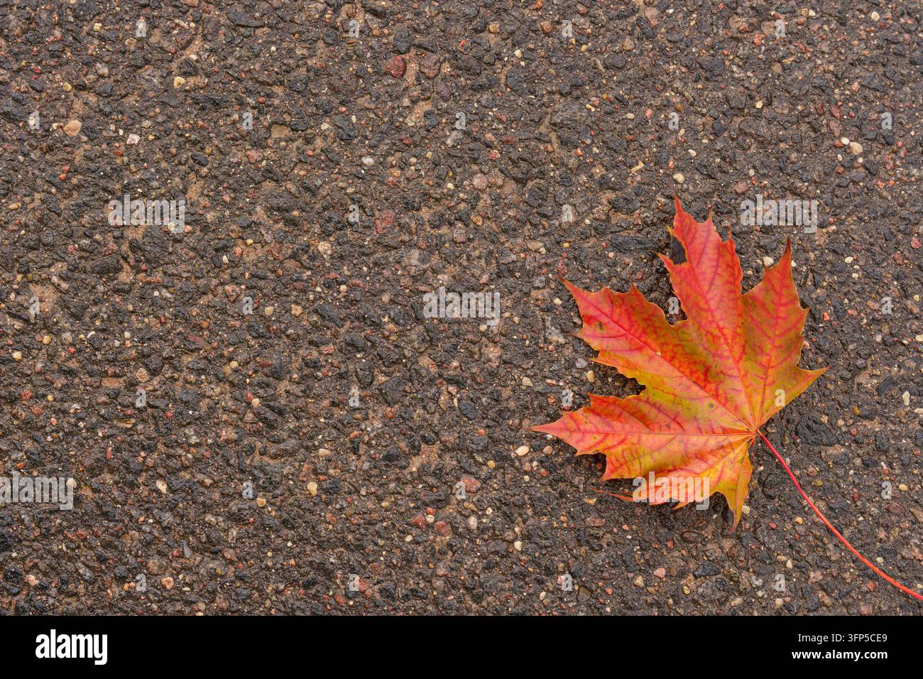 Feuille d'érable jaune unique sur un pavé humide. Fond d'automne abstrait avec espace pour du texte Banque D'Images