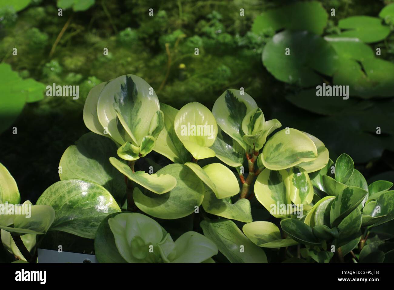 Close-up du feuillage varié de Peperomia obtusifolia avec des feuilles vert brillant et crème poussant sous un soleil éclatant. Banque D'Images