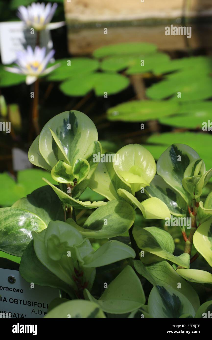 Close-up du feuillage varié de Peperomia obtusifolia avec des feuilles vert brillant et crème poussant sous un soleil éclatant. Banque D'Images
