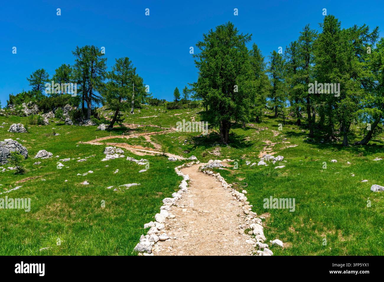 Un sentier de randonnée serein serpente gracieusement à travers des prairies vibrantes et des arbres anciens sous un ciel clair, la tranquillité et l'aventure dans les paysages époustouflants de Slovénie Banque D'Images