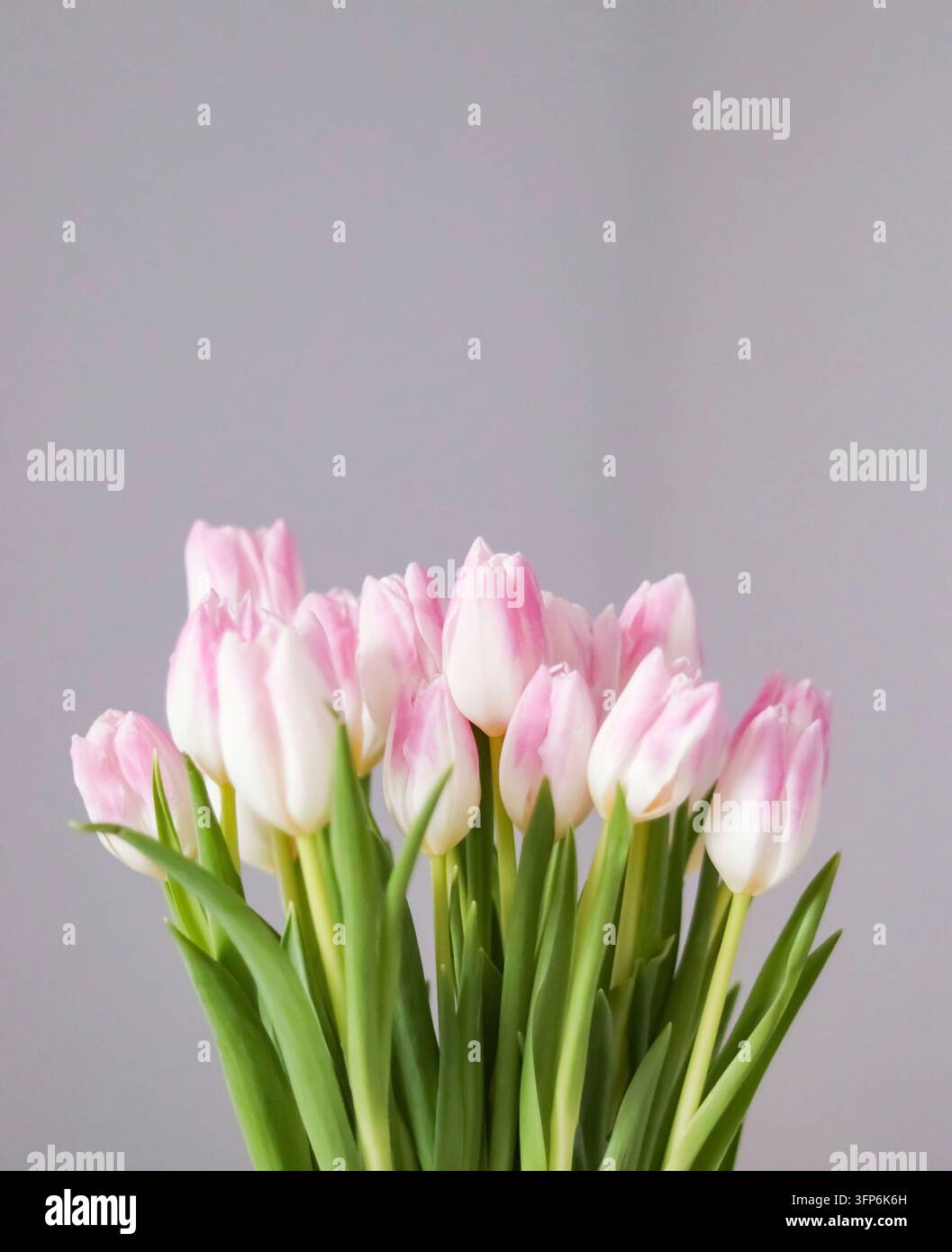 Des tulipes présentant une belle composition florale printanière, symbolisant la fraîcheur, la croissance et la beauté naturelle Banque D'Images