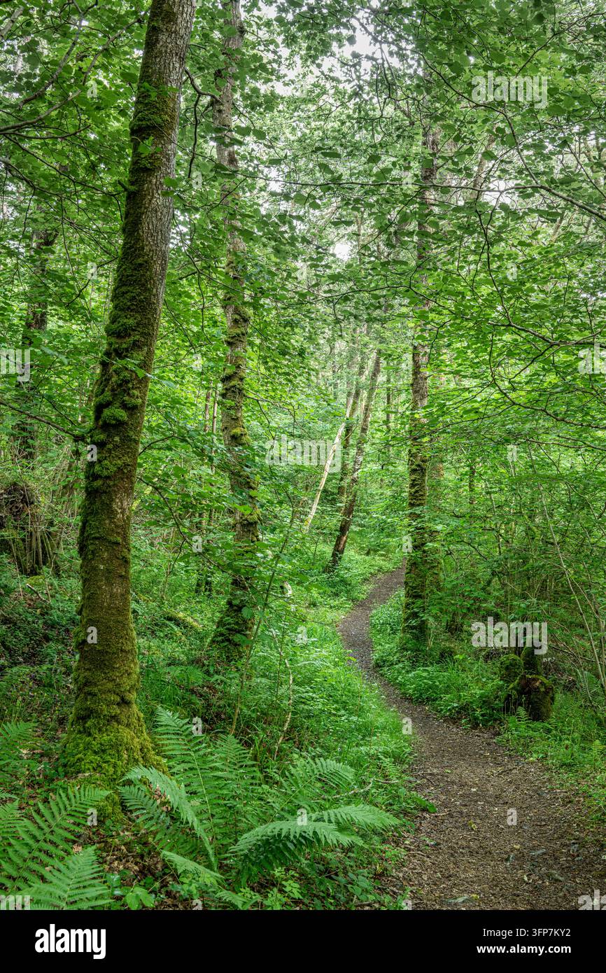 Sentier à travers la forêt de Cree dans la forêt nationale de Galloway en Écosse Banque D'Images