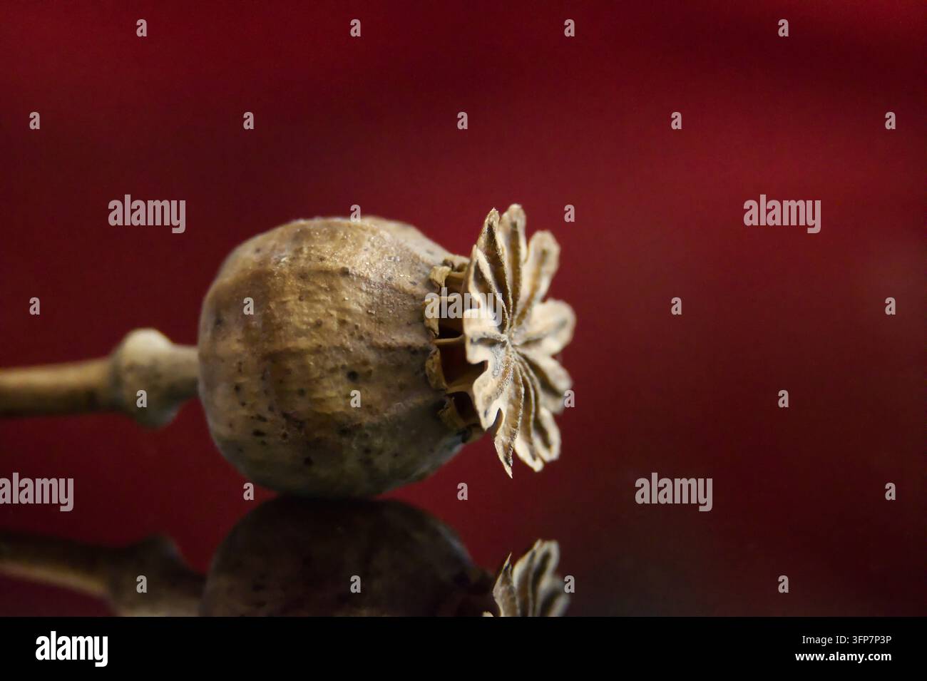 Prise de vue macro d'une capsule de pavot séchée avec réflexion sur fond rouge foncé, étude de nature morte botanique Banque D'Images