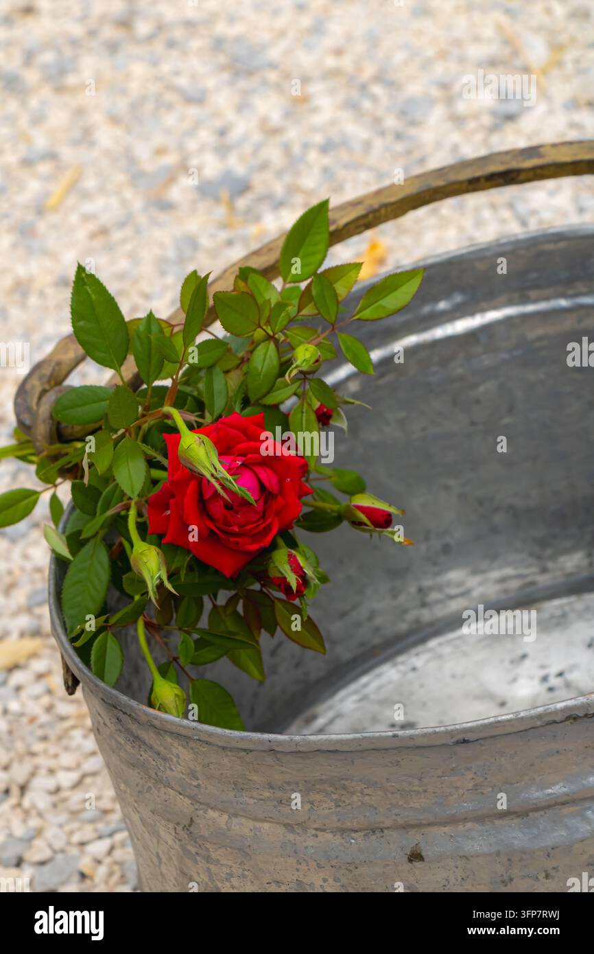 Gros plan d'une branche de rose rouge avec des boutons et des feuilles vertes placées dans un seau en métal galvanisé usé, créant une nature morte florale rustique simple Banque D'Images