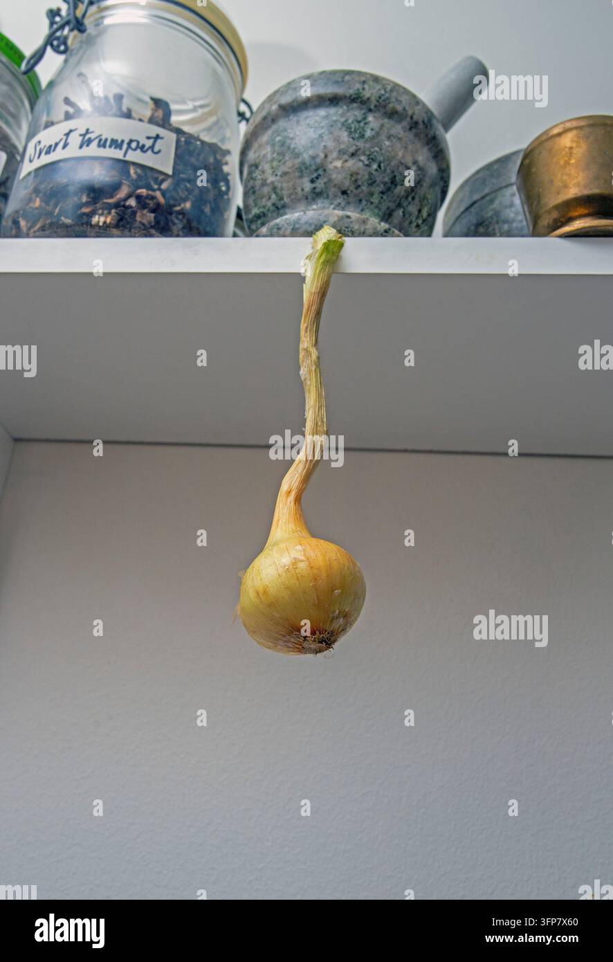 Un oignon jaune sèche dans la cuisine Banque D'Images