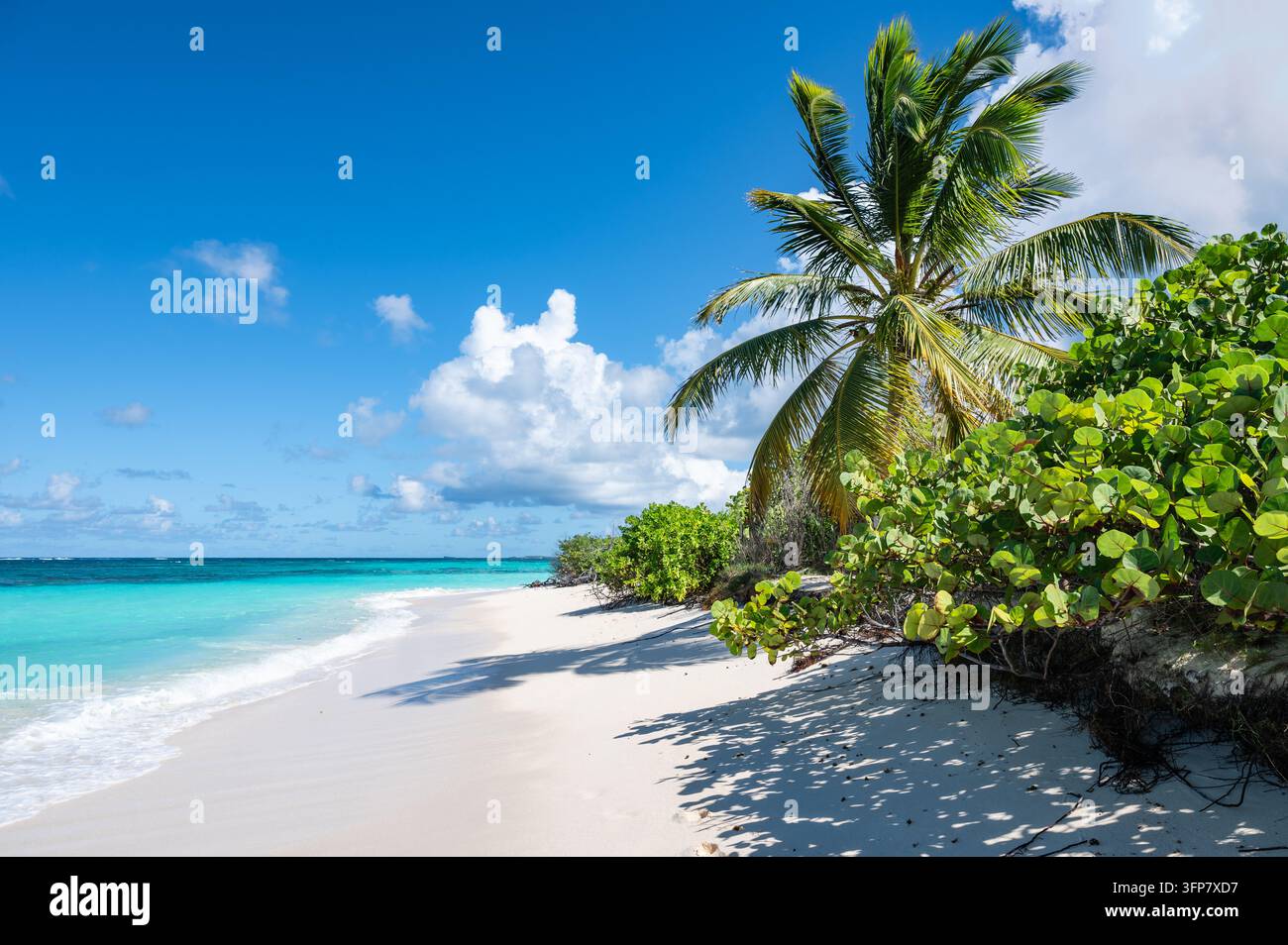 Palme ondulant sur une plage exotique blanche des Caraïbes Banque D'Images