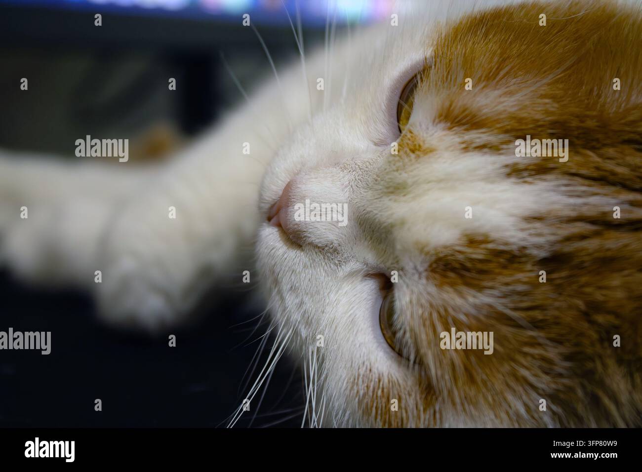 Un gros plan du visage d'un chat endormi roux et blanc Banque D'Images