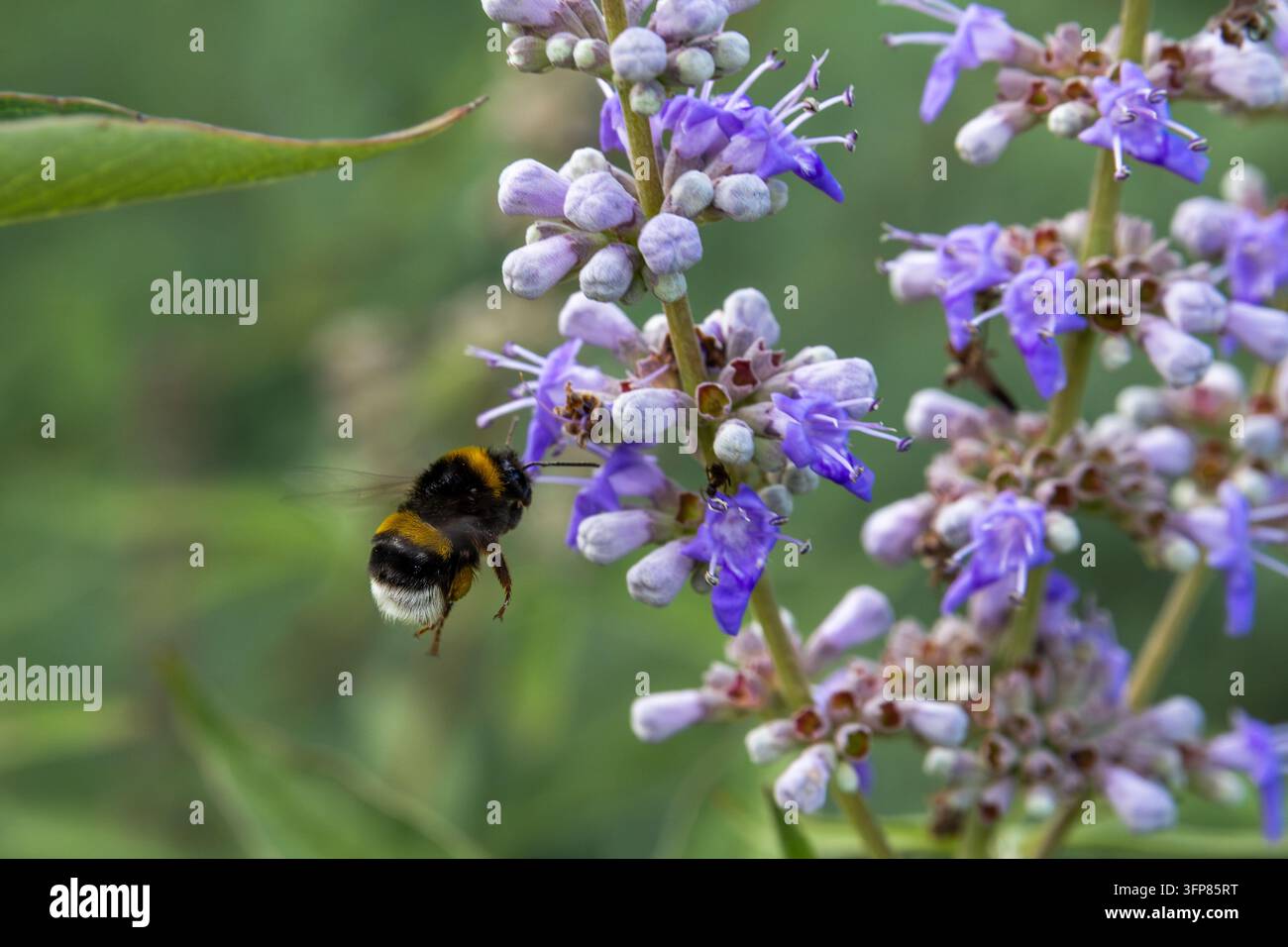 Bourdon s'approchant de fleurs violettes de vitex agnus-castus pour la pollinisation Banque D'Images
