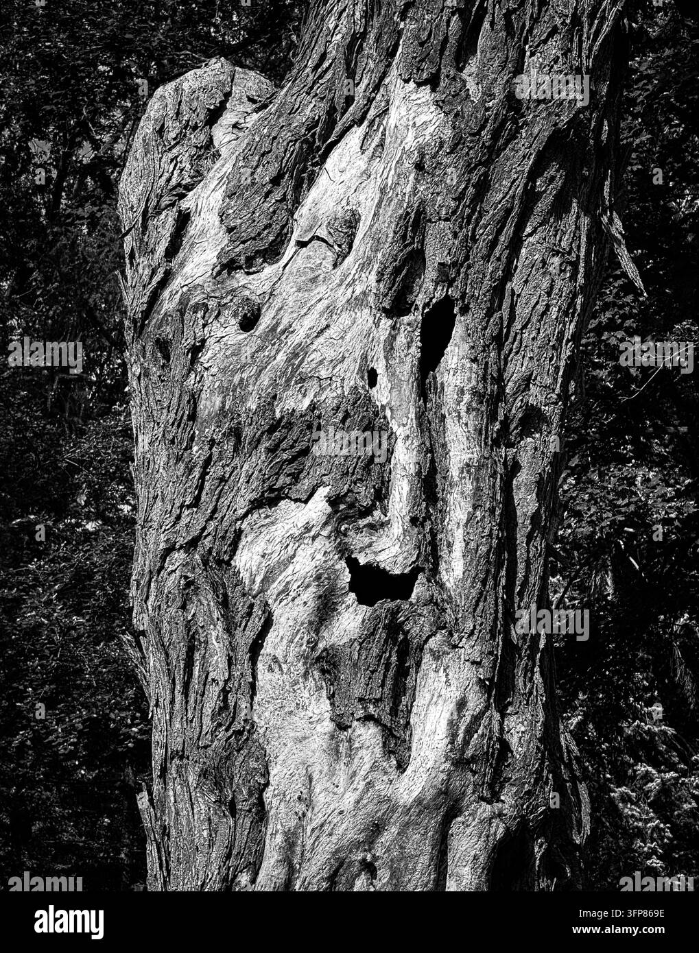 Tronc d'arbre érodé avec une écorce profondément texturée et des ouvertures naturelles entourées d'une végétation forestière dense. Banque D'Images