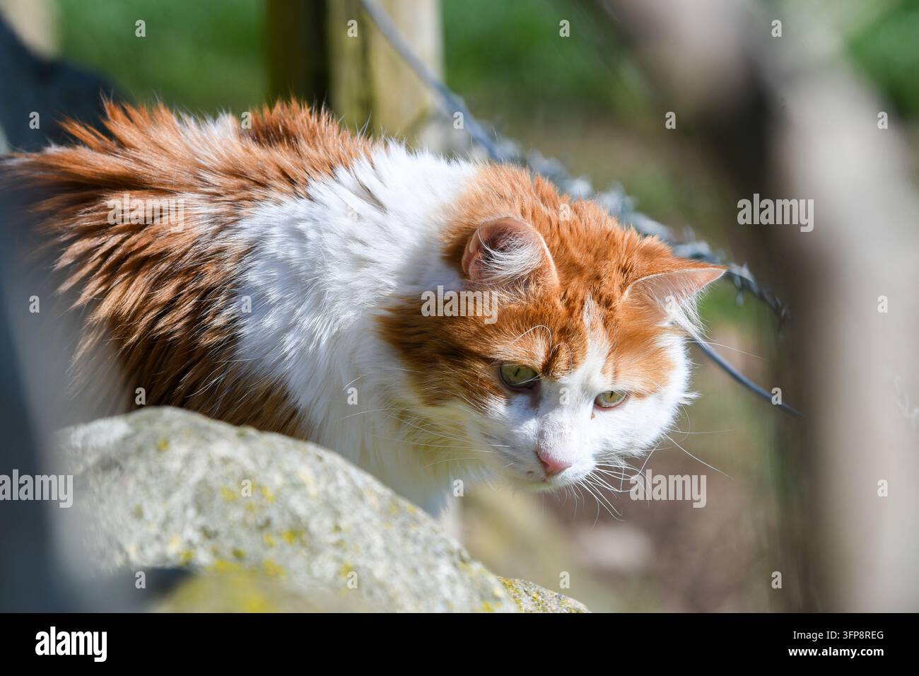 Chat domestique rouge et blanc accroupi derrière une clôture en pierre dans le Cumbria Banque D'Images