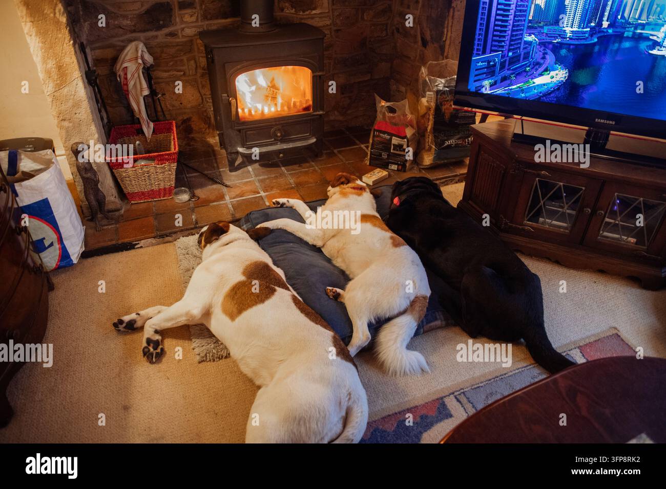 Trois chiens couchés sur le tapis devant une cheminée allumée dans un salon en Cumbria. Banque D'Images