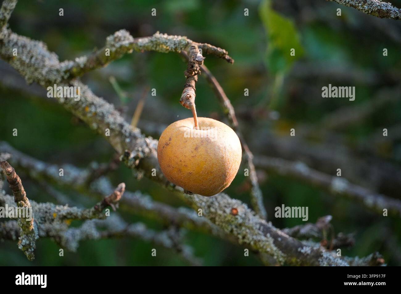Pomme pourrie sur une branche dans un jardin d'automne. Verger. Jardin. Automne Banque D'Images
