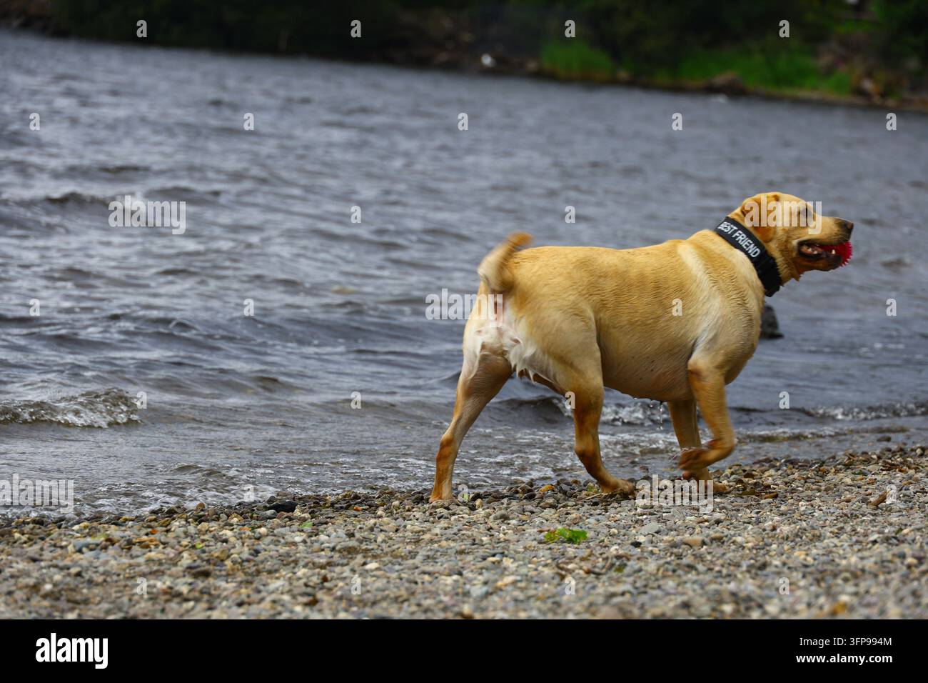Chien mouillé portant une balle rouge le long d'une rive rocheuse du lac Banque D'Images