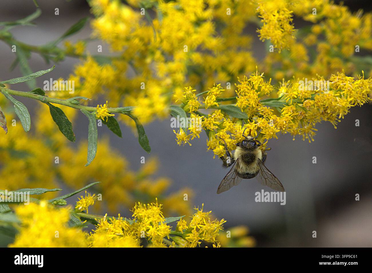 Bourdon butinant sur des fleurs de solidage jaune vif. Banque D'Images