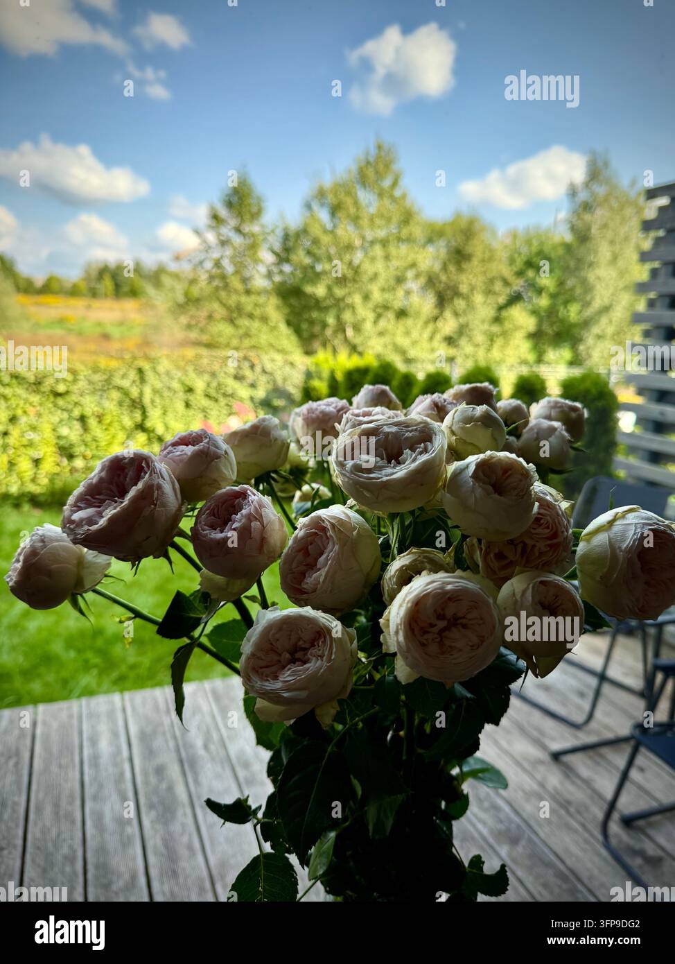 Un bouquet de délicates roses de pivoine rose pâle et crème posé à l'intérieur près d'une fenêtre donnant sur une terrasse en bois ensoleillée, des arbres verts luxuriants et un ciel bleu. - Image de stock capturée avec un smartphone