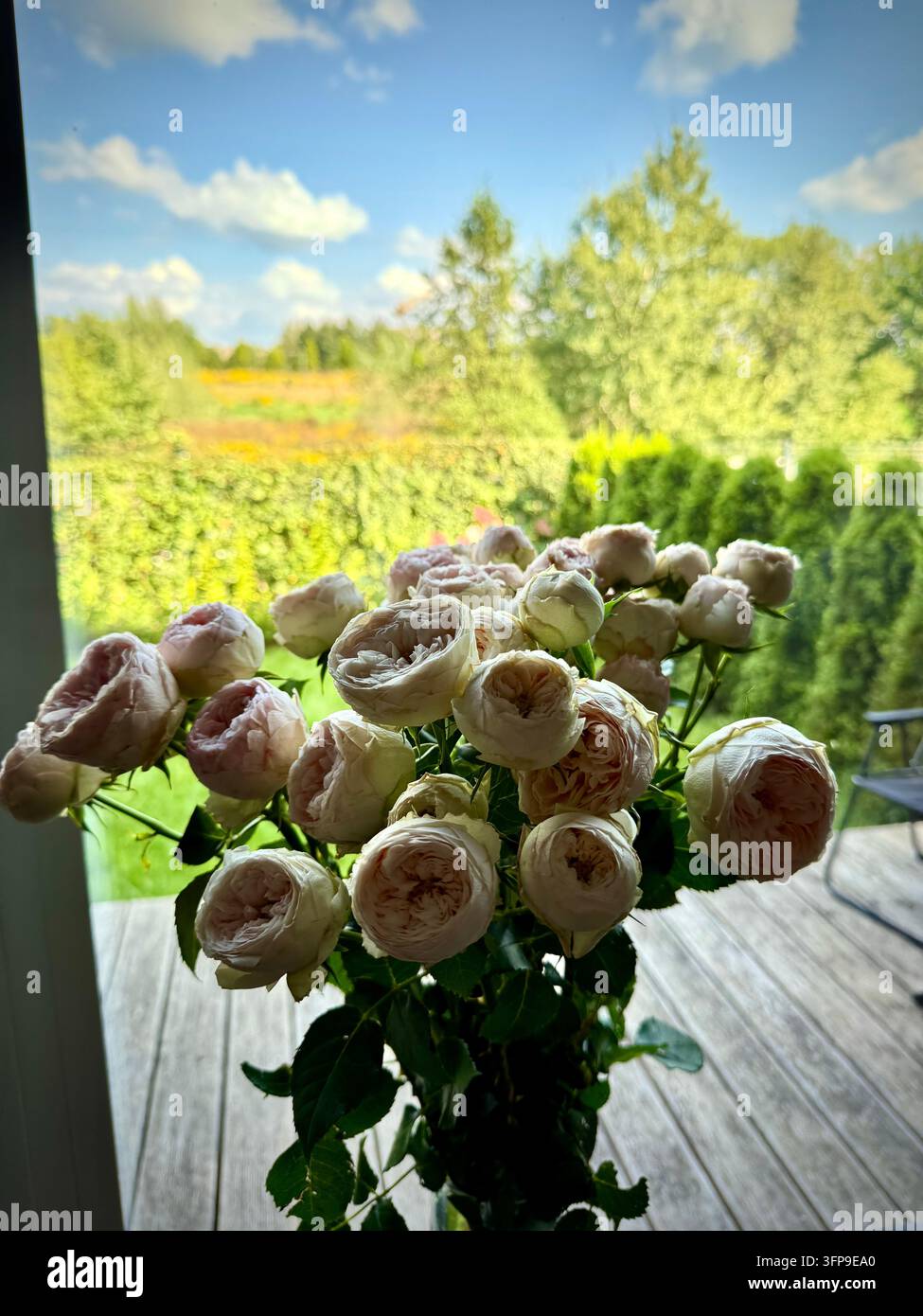 Un bouquet de délicates roses de pivoine rose pâle et crème posé à l'intérieur près d'une fenêtre donnant sur une terrasse en bois ensoleillée, des arbres verts luxuriants et un ciel bleu. - Image de stock capturée avec un smartphone