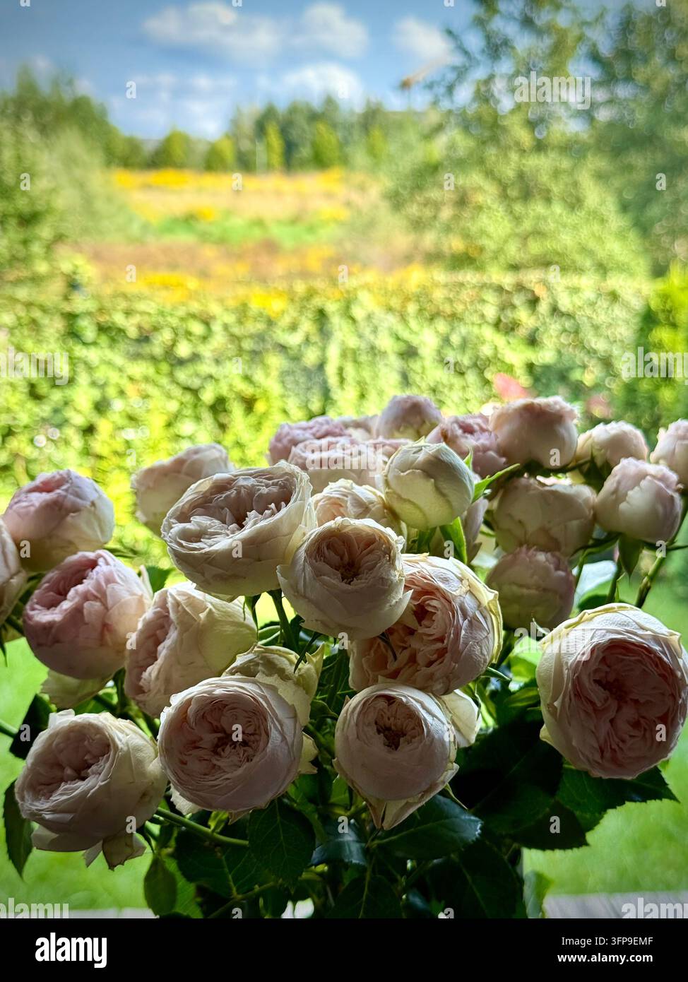 Un bouquet de délicates roses de pivoine rose pâle et crème posé à l'intérieur près d'une fenêtre donnant sur une terrasse en bois ensoleillée, des arbres verts luxuriants et un ciel bleu. - Image de stock capturée avec un smartphone