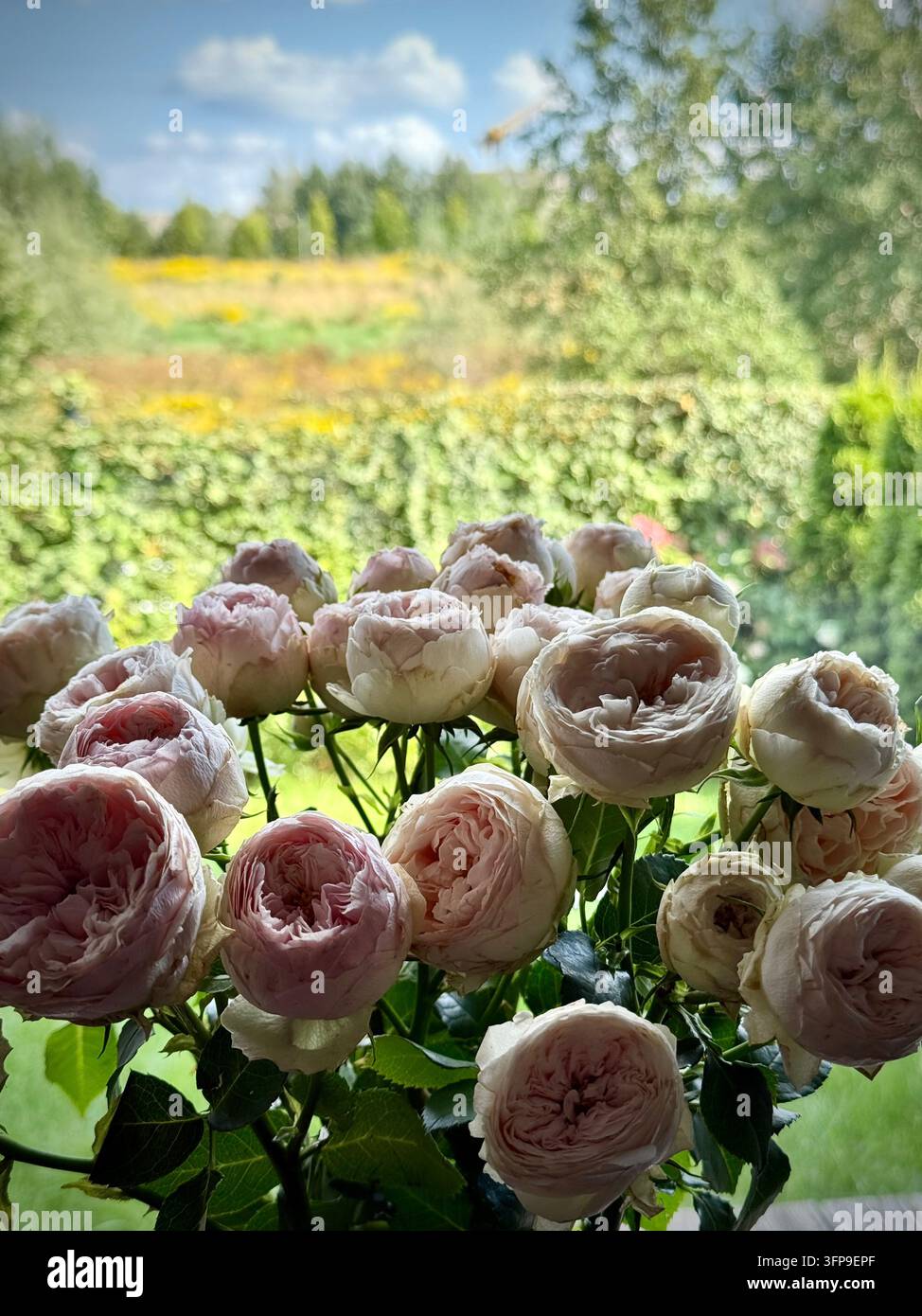 Un bouquet de délicates roses de pivoine rose pâle et crème posé à l'intérieur près d'une fenêtre donnant sur une terrasse en bois ensoleillée, des arbres verts luxuriants et un ciel bleu. - Image de stock capturée avec un smartphone