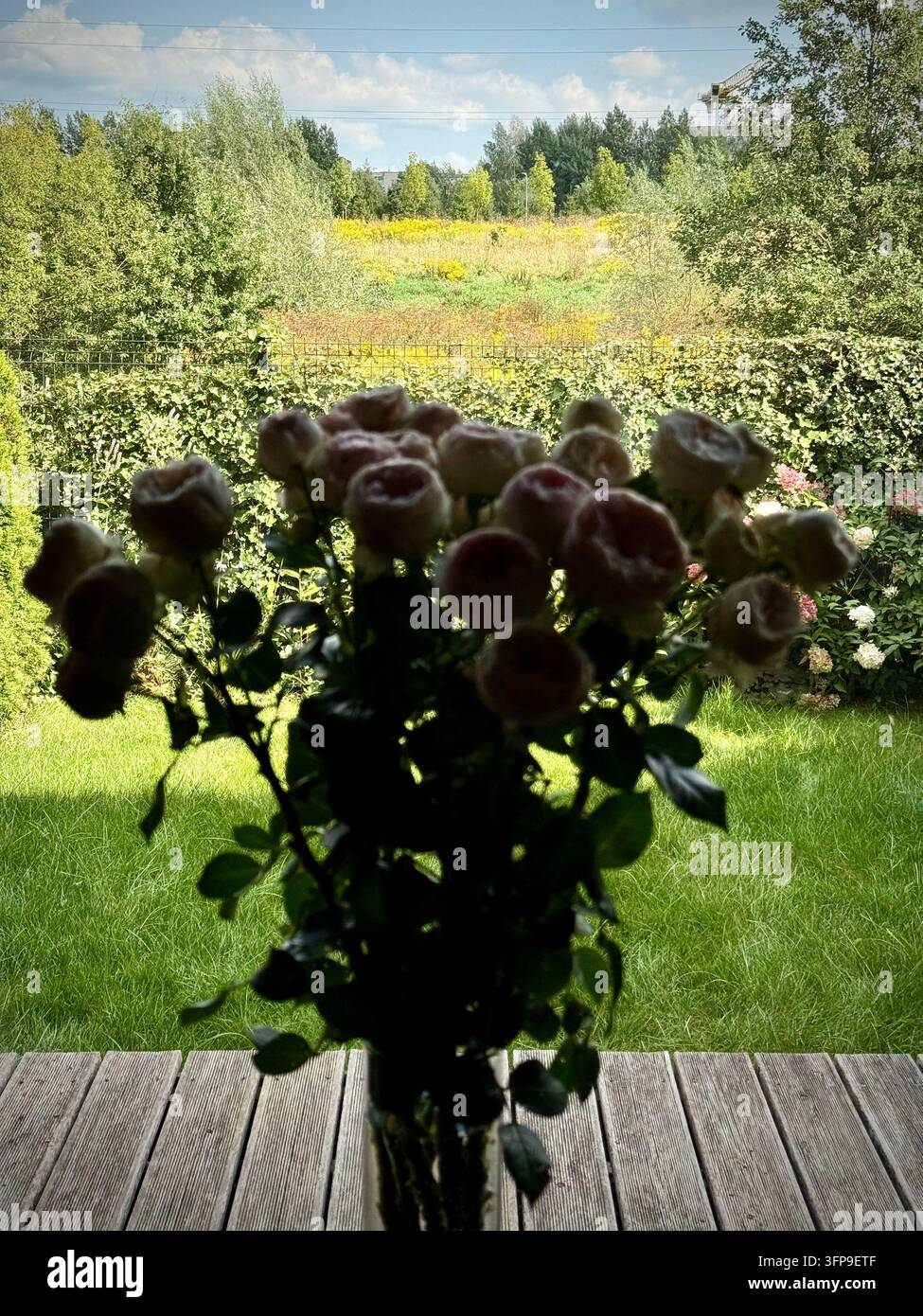 Un bouquet de délicates roses de pivoine rose pâle et crème posé à l'intérieur près d'une fenêtre donnant sur une terrasse en bois ensoleillée, des arbres verts luxuriants et un ciel bleu. - Image de stock capturée avec un smartphone