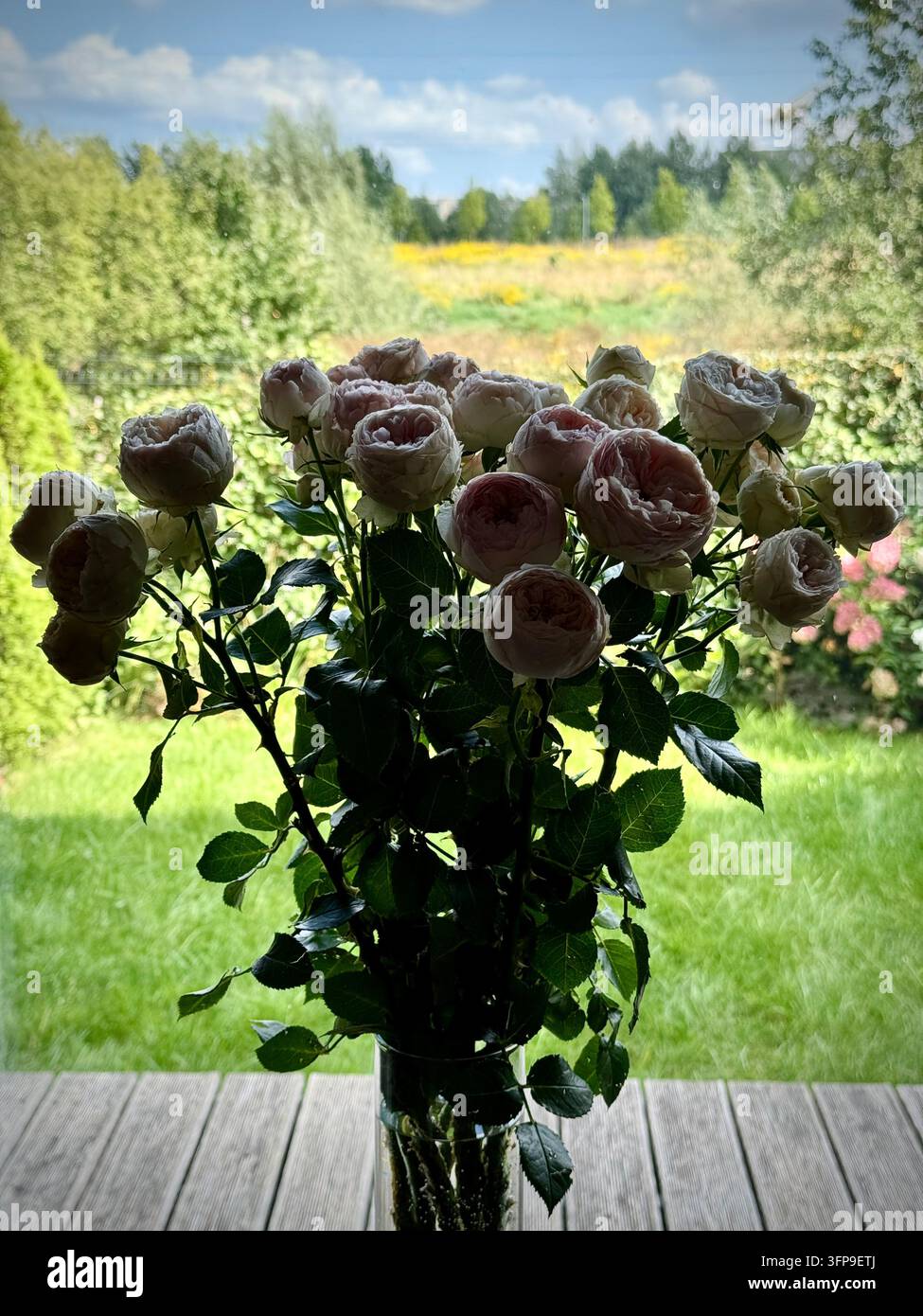 Un bouquet de délicates roses de pivoine rose pâle et crème posé à l'intérieur près d'une fenêtre donnant sur une terrasse en bois ensoleillée, des arbres verts luxuriants et un ciel bleu. - Image de stock capturée avec un smartphone