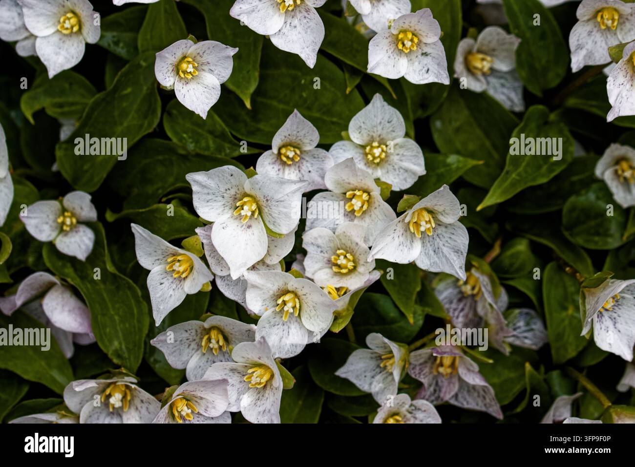 Trillium rivale : Une plante vivace herbacée atteignant 12 cm, les tiges dressées portant chacune trois pétales ovales blanc-rosé mouchetés de violet. Banque D'Images