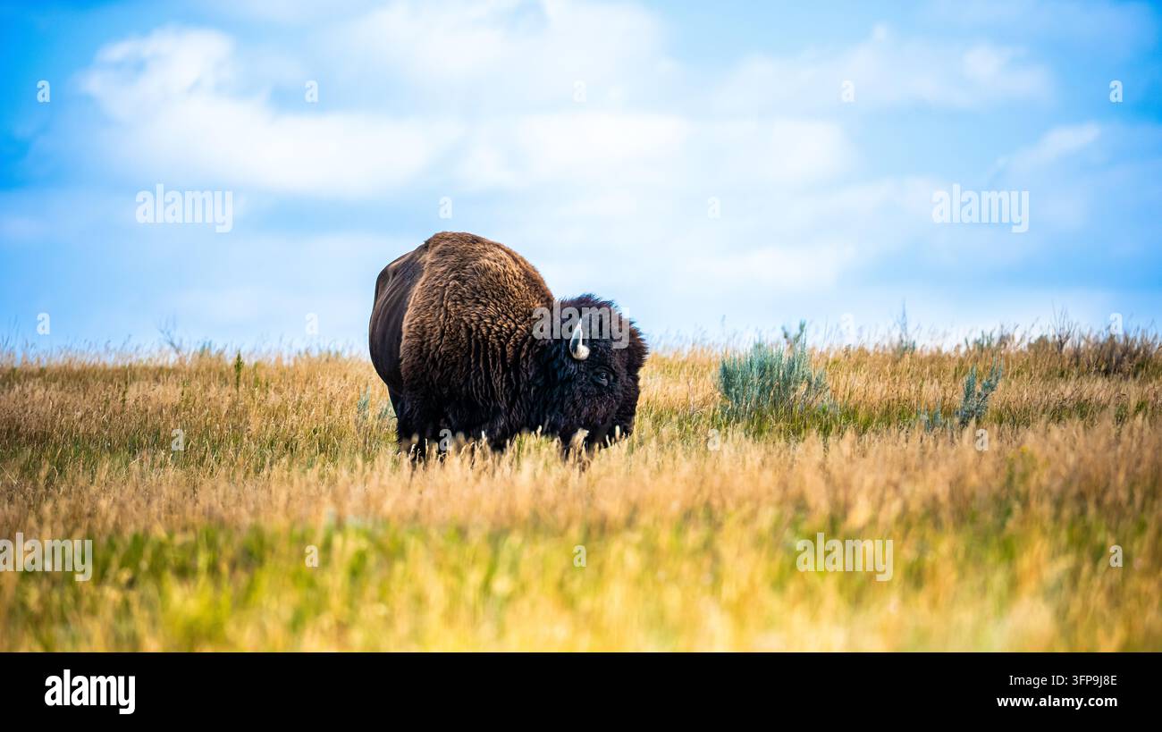 Bison américain (Bison bison) broutant dans une prairie dorée avec corne visible et ciel nuageux dramatique, Parc national Theodore Roosevelt, Dakota du Nord Banque D'Images