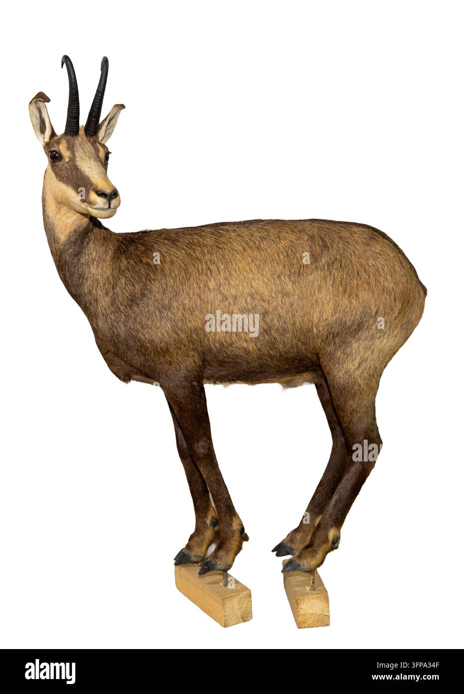 Montage taxidermique en corps entier d'une chamois des Alpes debout sur des blocs de bois, isolée sur un fond blanc immaculé. Banque D'Images