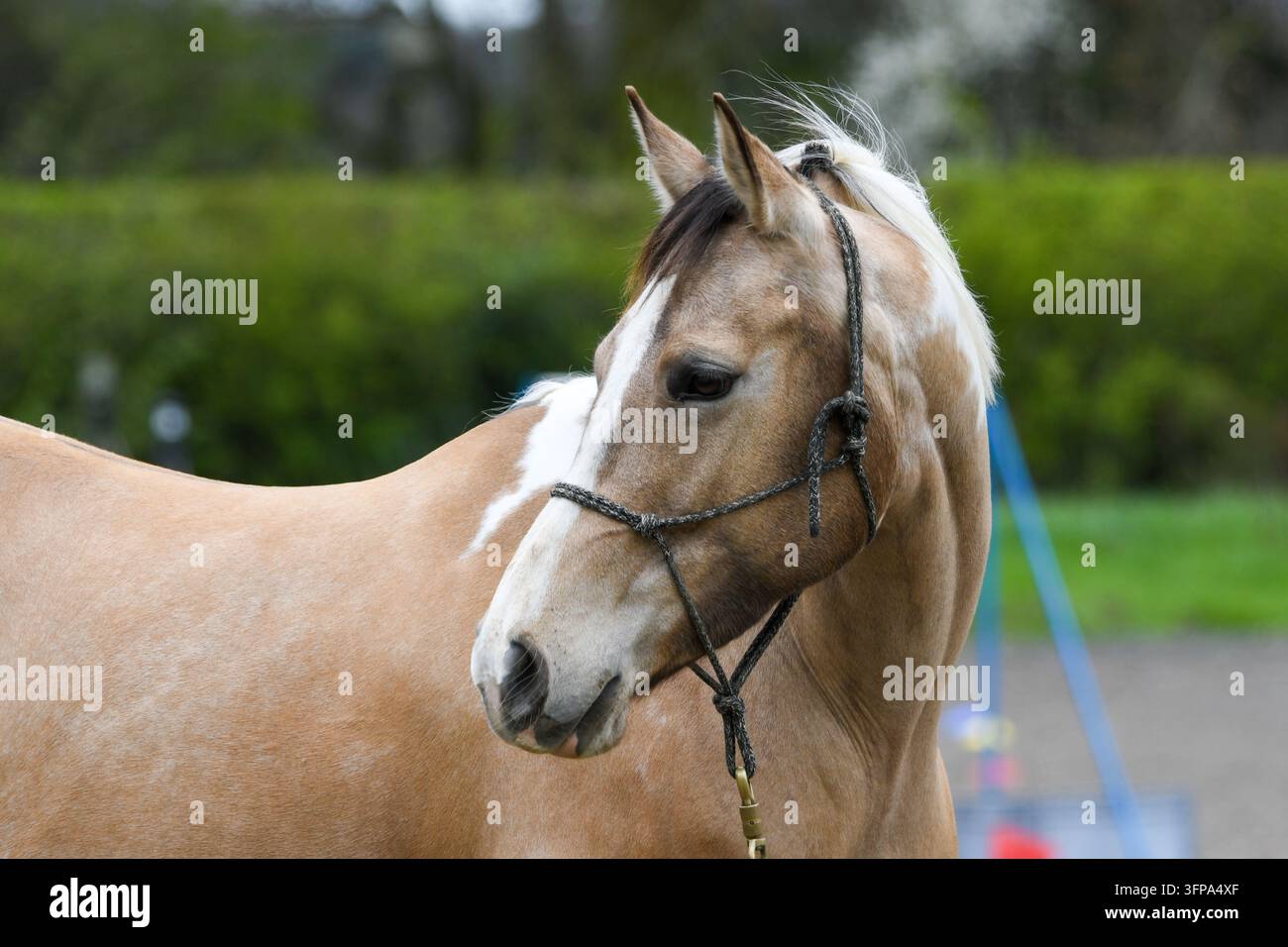 Cheval American Paint avec bride dans le Leicestershire, en Angleterre. Banque D'Images