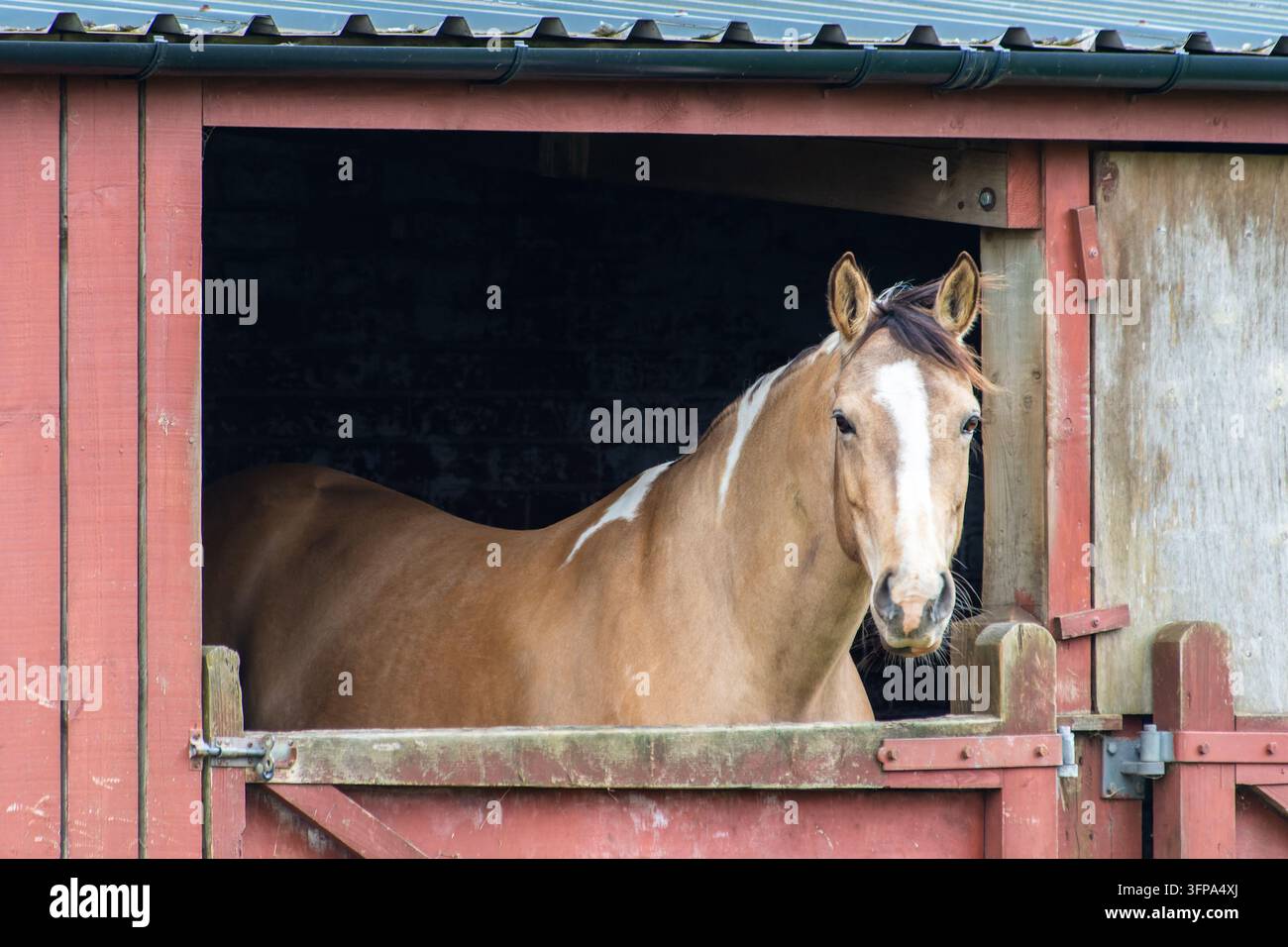 Un American Paint Horse dans un étable du Leicestershire, au Royaume-Uni. Banque D'Images