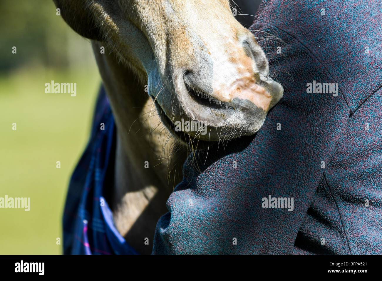 Close-up du visage d'un American Paint Horse à côté d'une personne portant une veste bleue dans le Leicestershire. Banque D'Images