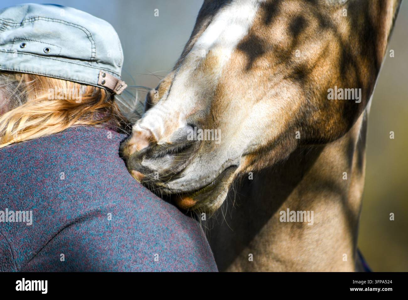 Un American Paint Horse renifle une personne portant une casquette bleue et un pull dans le Leicestershire. Banque D'Images
