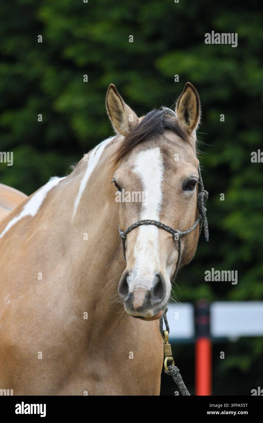 Portrait rapproché d'un American Paint Horse avec une licol dans le Leicestershire. Banque D'Images